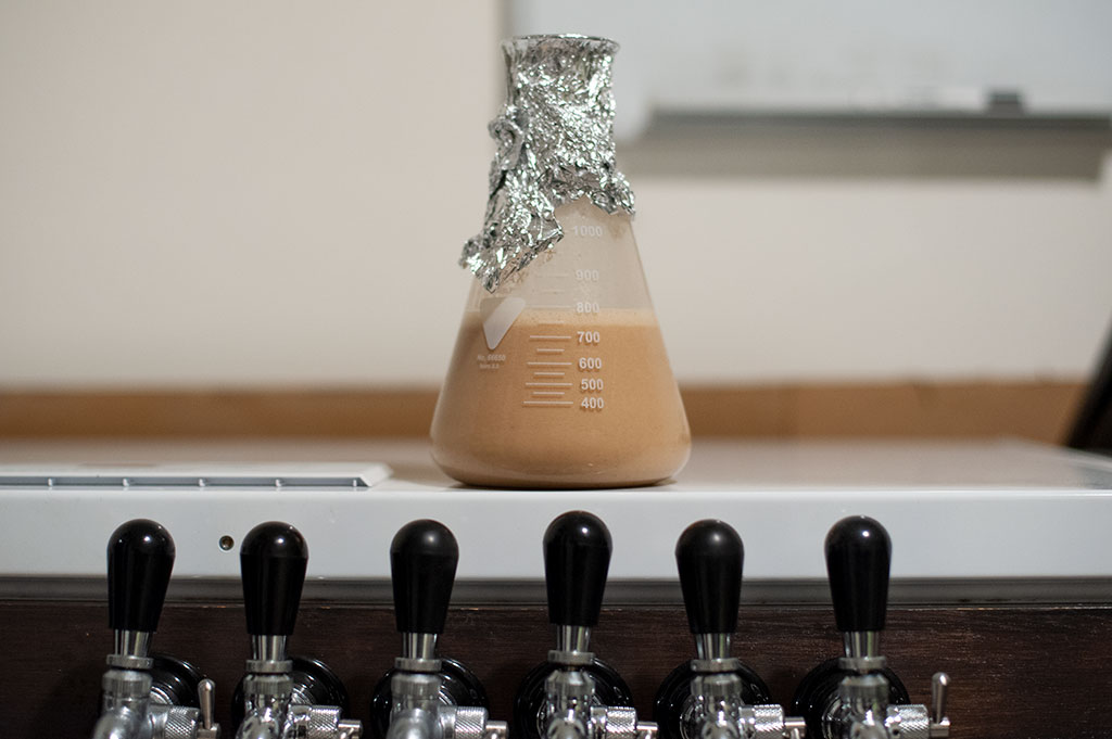 Harvested M76 yeast into a flask for easy pitching into the fermenter